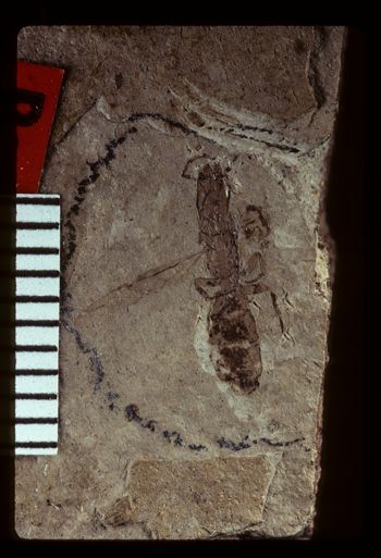 Media type: image;   Entomology PALE-2809 Aspect: full
